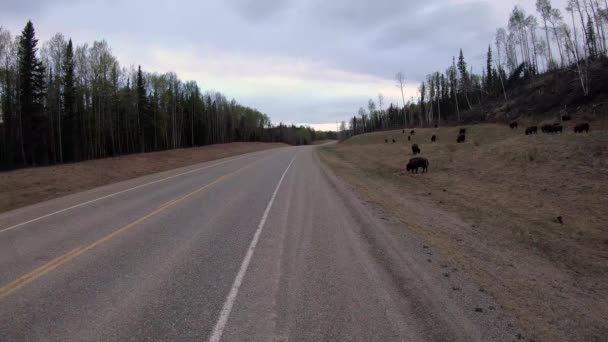 Herd Wood Bison Atau Mountain Bison Terlihat Saat Berkendara Sepanjang — Stok Video