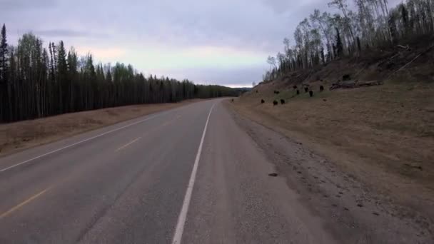 Herd Wood Bison Atau Mountain Bison Terlihat Saat Berkendara Sepanjang — Stok Video