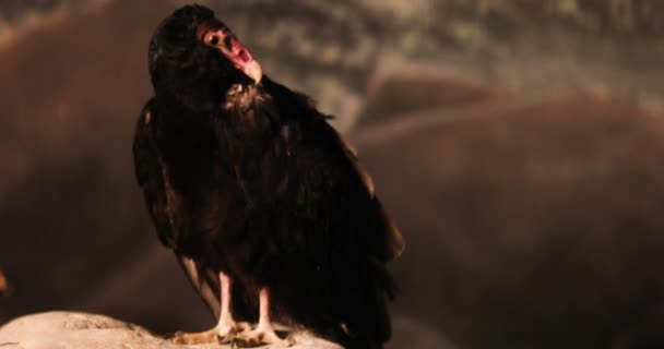 Desert New Age Turkey Vulture Condor Bird Sits Purched Evening — Stock Video