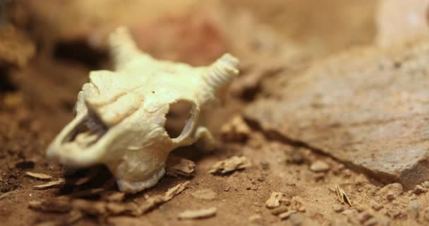 Crânio Animal Abandonado Num Deserto Árido Deitado Areia Quente Tiro — Vídeo de Stock