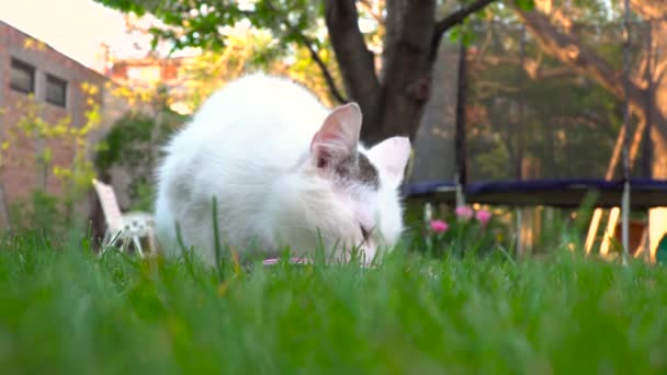 Nível Solo Tiro Gato Branco Bonito Com Mancha Marrom Comendo — Vídeo de Stock