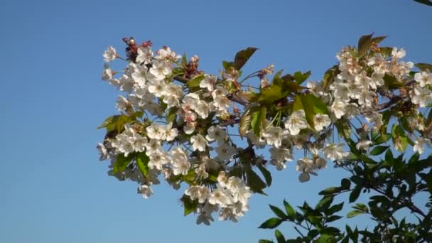 Vackra Vita Sakura Körsbär Blommor Kvistar Med Blad Mjukt Rör — Stockvideo