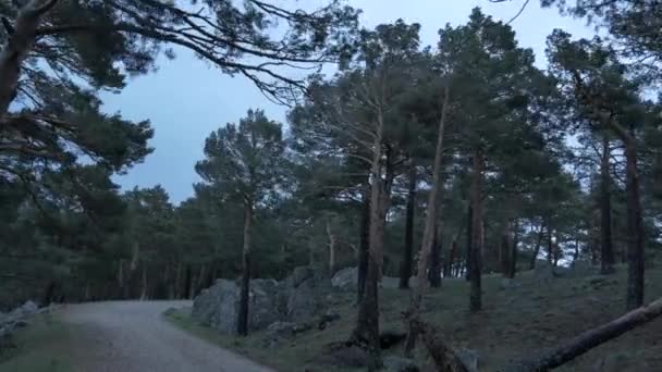 Pinos Largo Los Lados Sendero Sufriendo Viento Extremadamente Fuerte — Vídeos de Stock