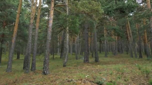 Tiro Olhando Para Lado Caminho Uma Floresta Pinheiros Montanha — Vídeo de Stock