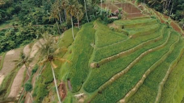 Bali Indonesien Reisfelder Terrassenblick Den Bergen — Stockvideo