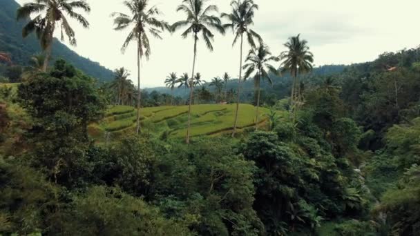 Bali Rijstvelden Terras Palmbomen Bergen — Stockvideo