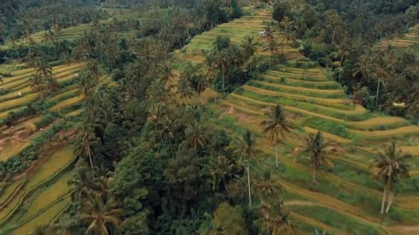 Bali Arrozales Terraza Palmeras Las Montañas — Vídeos de Stock