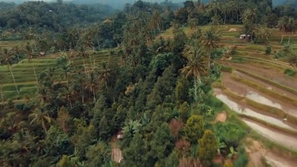 Bali Arrozales Terraza Palmeras Las Montañas — Vídeo de stock