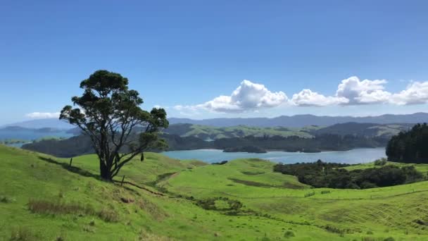 Scénický Pohled Poloostrov Coromandel Novém Zélandu Obrovským Stromem Popředí — Stock video