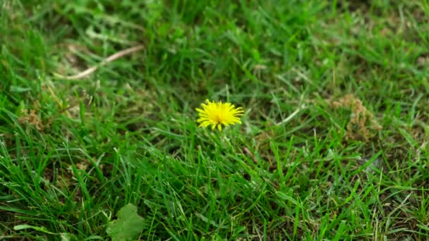 Kobieta Wyciąga Kwiatka Mniszka Zielonej Trawy Parku Wiosną — Wideo stockowe