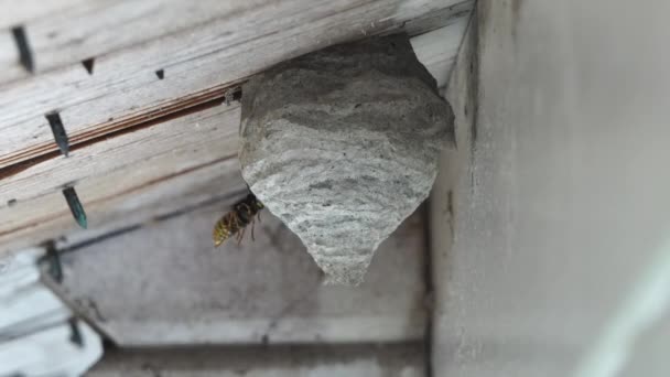 一只黑黄的黄蜂飞向它的巢穴 窝在一个木制屋顶的悬垂下 — 图库视频影像