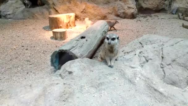 Meerkat Mirando Mirando Con Curiosidad — Vídeos de Stock