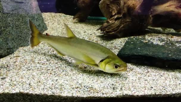 绿鱼在干净的水底鱼缸中保持钢铁般的光泽 — 图库视频影像