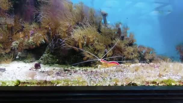 Red White Banded Cleaner Krewetka Pływanie Akwarium — Wideo stockowe