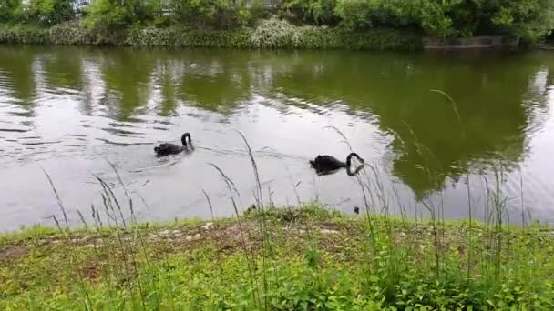 Zwei Schwarze Schwäne Schwimmen See — Stockvideo