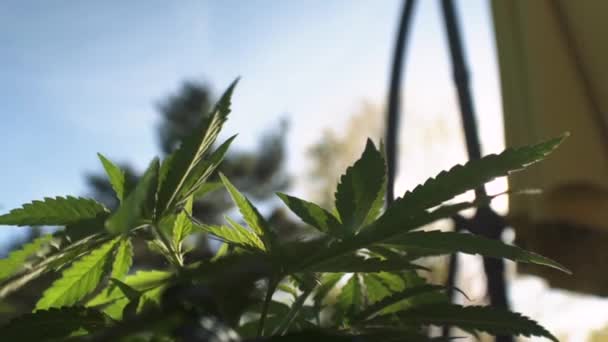 Zon Gluurt Uit Achter Een Close Van Een Potted Marijuana — Stockvideo