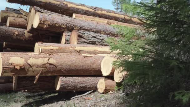 Statisk Skott Trä Stockar Som Ligger Skogen Solig Sommardag Med — Stockvideo