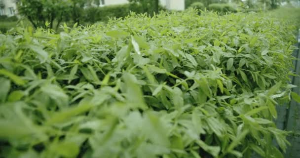 Zöldlevelű Növényekre Eső — Stock videók