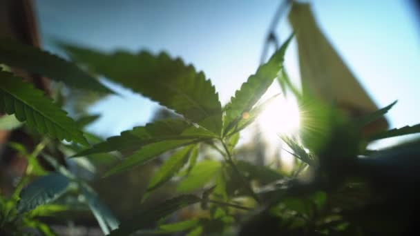 Ekstrim Close Wide Angle Macro View Marijuana Leaves — Stok Video
