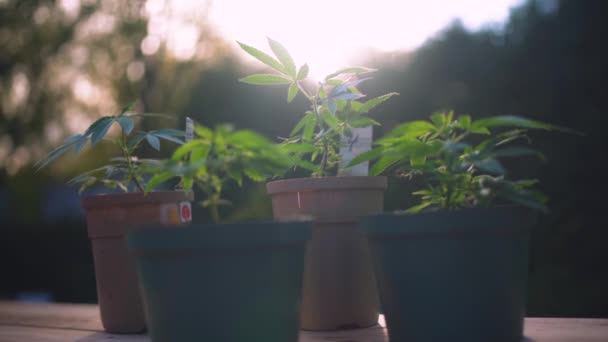 Τέσσερα Φυτά Μαριχουάνας Γλάστρα Έξω — Αρχείο Βίντεο