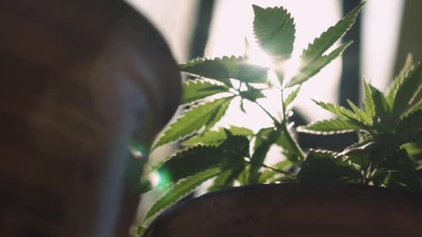 Enrouler Lentement Autour Une Plante Marijuana Pot Alors Que Vent — Video
