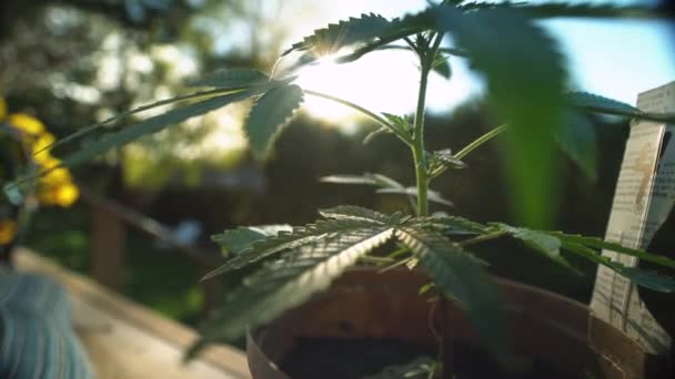 Κοντινό Πλάνο Του Φυτού Ζιζανίων Μια Αυλή Όπως Ήλιος Δύει — Αρχείο Βίντεο