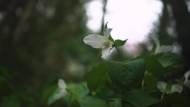Lento Primer Plano Empuje Una Flor Trillium — Vídeos de Stock