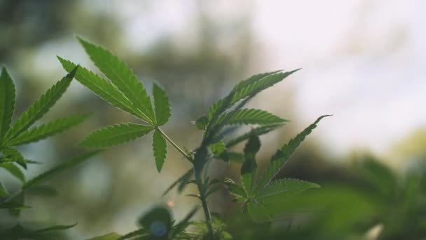 Marijuana Leaves Growing Wild — Stock Video