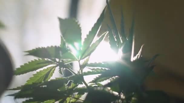 Rüzgarda Uçuşan Marihuana Yapraklarını Kapatın Güneş Arkalarında Yavaş Çekimde Bir — Stok video