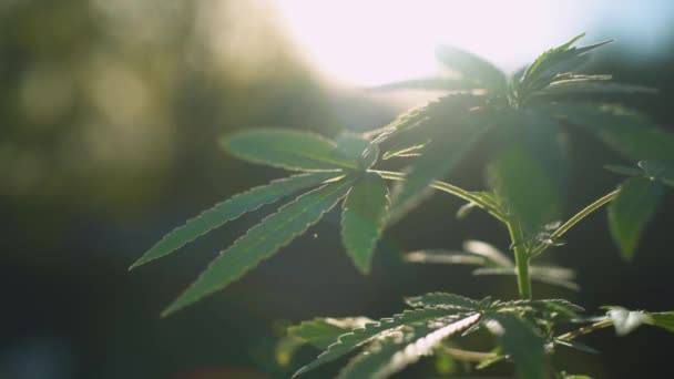 Gros Plan Des Feuilles Marijuana Soufflant Doucement Dans Vent — Video