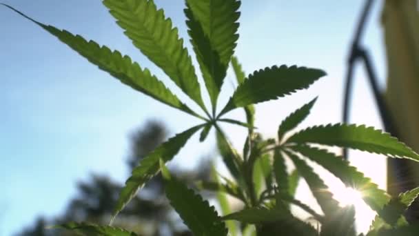 Geniş Açılı Makro Görüş Rüzgarda Esen Marihuana Yaprağının Görüntüsü — Stok video