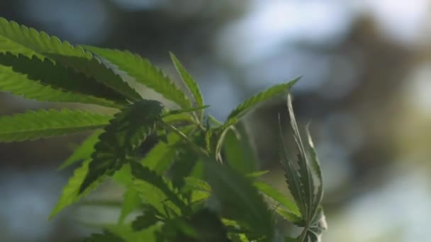 Marihuana Pflanze Weht Zeitlupe Wind — Stockvideo