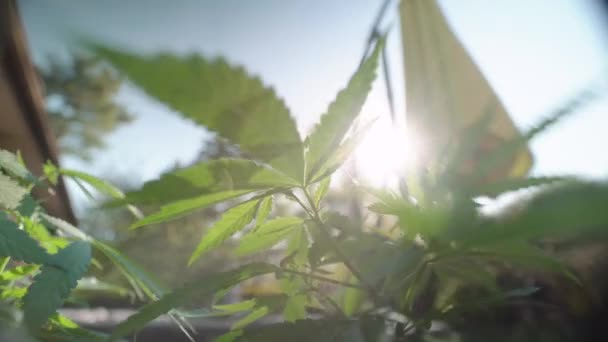 Feuilles Mauvaises Herbes Soufflant Dans Vent Partir Une Vue Grand — Video