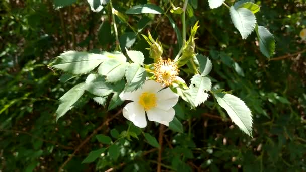 Lovely White Dog Rose Rosa Canina Flower Leaves Blooming Growing — Stock Video