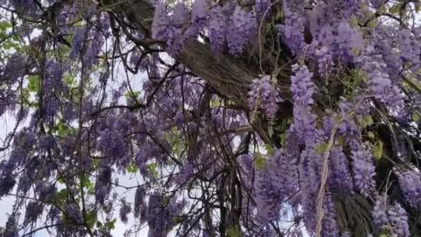 Beautiful Tree Hanging Blooming Violet Wisteria Flowers Waving Wind — Stock Video