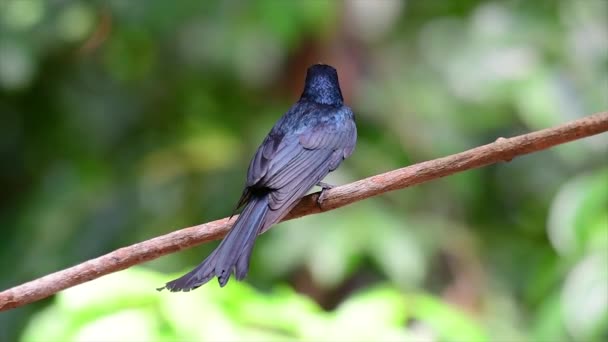 Černý Pták Duhovým Peřím Odrážejícím Krásné Barvy Světelného Zdroje Nalezený — Stock video