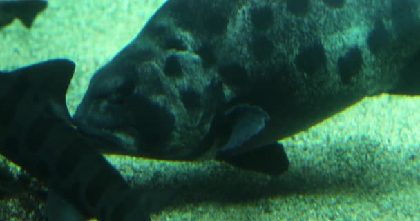 Giat Sea Bass Großer Schwarzer Fisch Grund Des Meeresbodens Mürrisch — Stockvideo