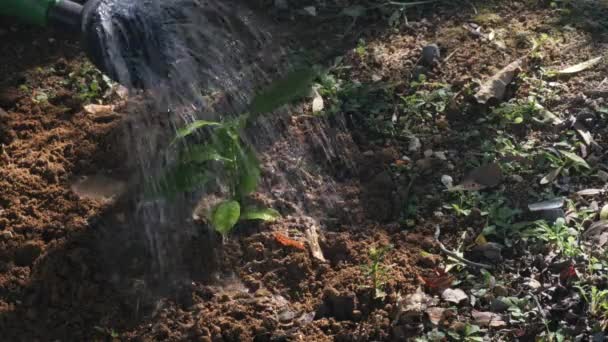 Rega Uma Árvore Recentemente Plantada Bosque Cítrico Close — Vídeo de Stock