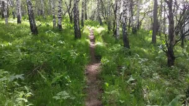 白樺林歩道 森の中の小さな道 夏の日に山をハイキングしながら上を歩く — ストック動画