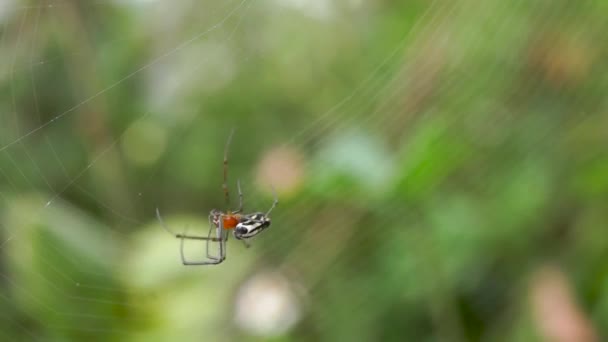 Oranje Zwarte Spin Spinnen Een Web — Stockvideo
