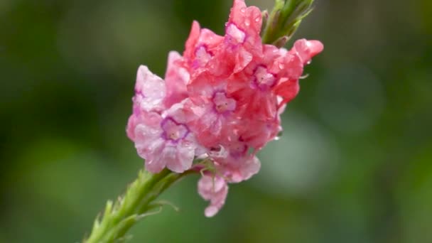 Winzige Grüne Spinne Auf Rosa Blume Regen — Stockvideo