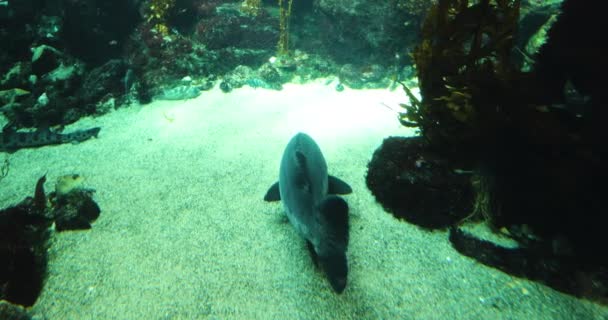 Giant Sea Bass Big Black Fish Bottom Ocean Floor Swims — Stock Video