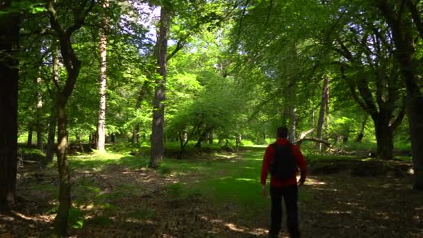 Прогулка Живописной Лесной Тропе Медленной Гладкой Кастрюлей — стоковое видео