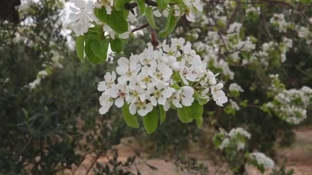 Nahaufnahme Vom Blühenden Birnbaumzweig Frühling Der Sich Wind Wiegt — Stockvideo