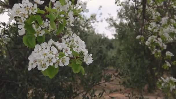 Rami Pero Che Sbocciano Bianchi Nel Frutteto Primaverile Nelle Giornate — Video Stock