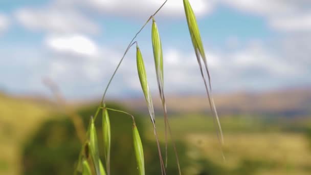 Красивые Зеленые Стебли Бермудской Травы Слегка Развевающиеся Ветру Золотом Калифорнийском — стоковое видео