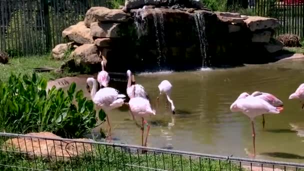 Grupa Flamingów Zoo Abilene Teksasie Usa Piękne Ptaki Stojące Stawie — Wideo stockowe