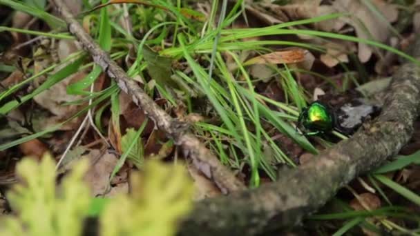 卡车直的高角度近距离拍摄的小狗叶甲虫在森林的草地上五彩斑斓 — 图库视频影像
