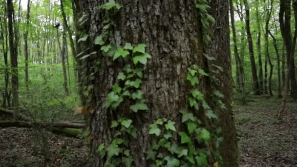 Αμπέλια Μεγάλο Κορμό Δέντρο Ήρεμο Δάσος Τόξο Πυροβόλησε Πηγαίνει Αριστερά — Αρχείο Βίντεο