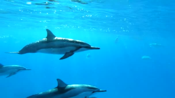 Hermosa Toma Slo Una Pequeña Vaina Delfines Nadando Cerca Con — Vídeos de Stock